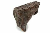 Fossil Woolly Mammoth Lower M Molar - Siberia #357019-4